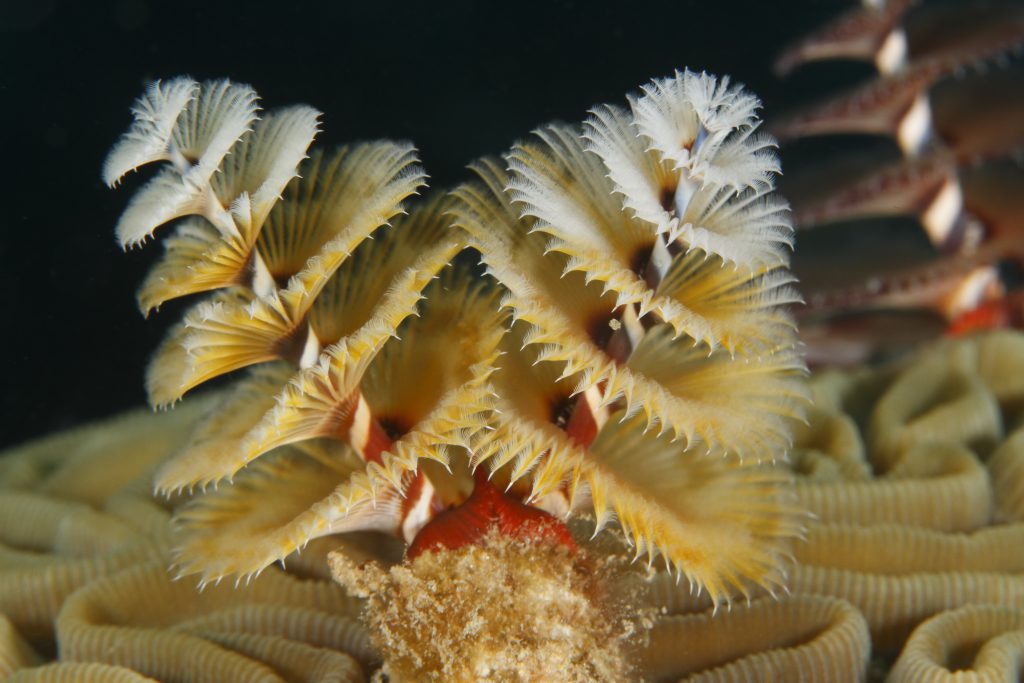 Get In The Holiday Spirit With Christmas Tree Worms