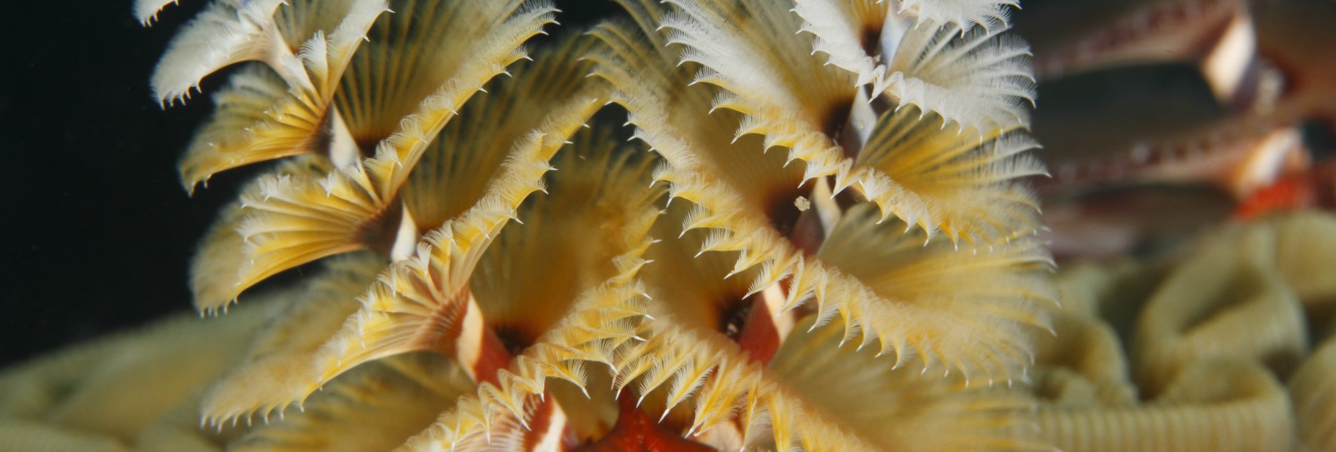 Get in the Holiday Spirit with Christmas Tree Worms