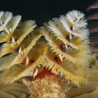 ChristmasTreeWorms_Shutterstock