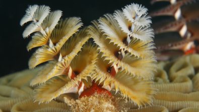 ChristmasTreeWorms_Shutterstock
