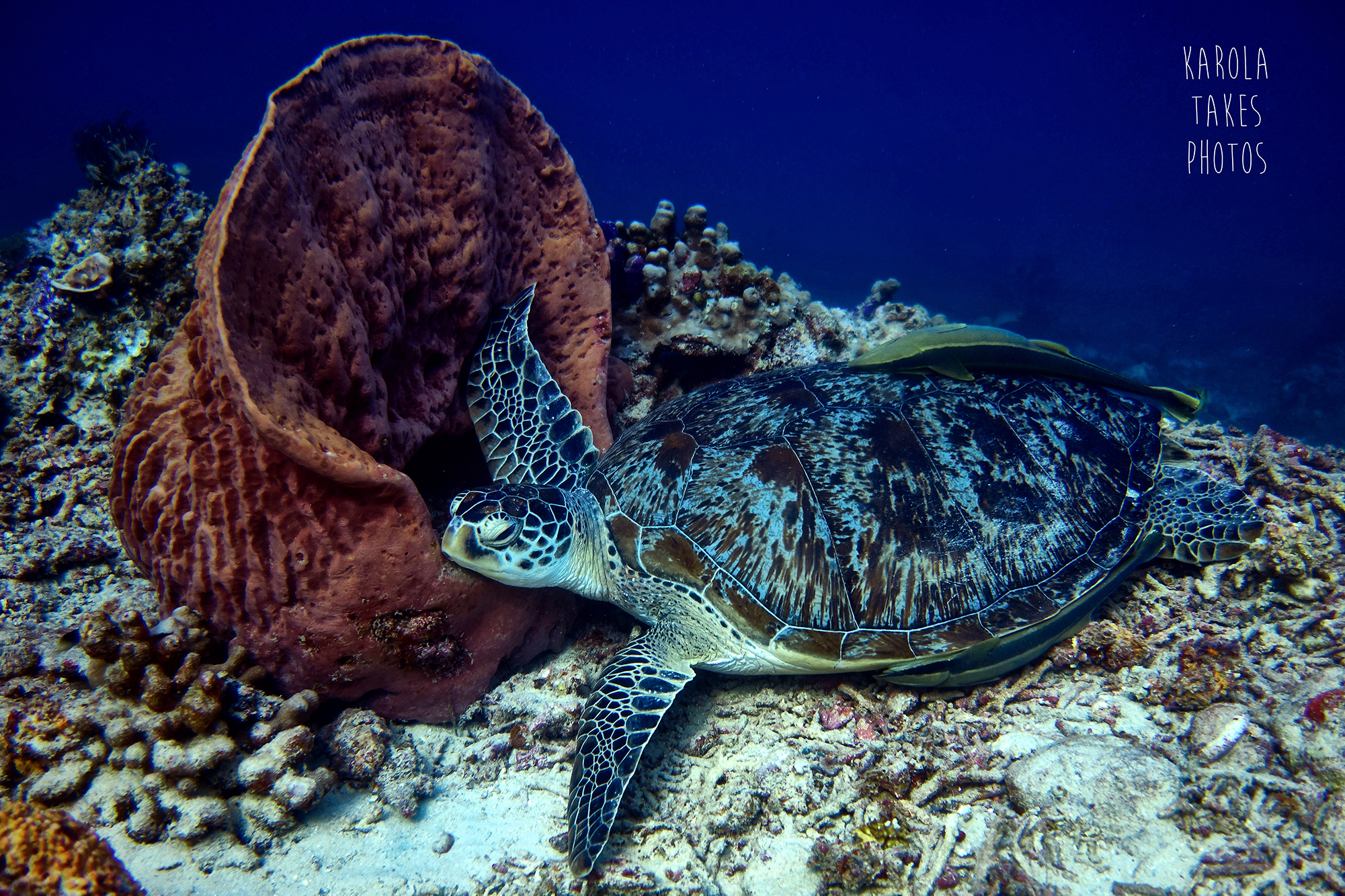 Hans Reef - Gili Islands - Indonesia