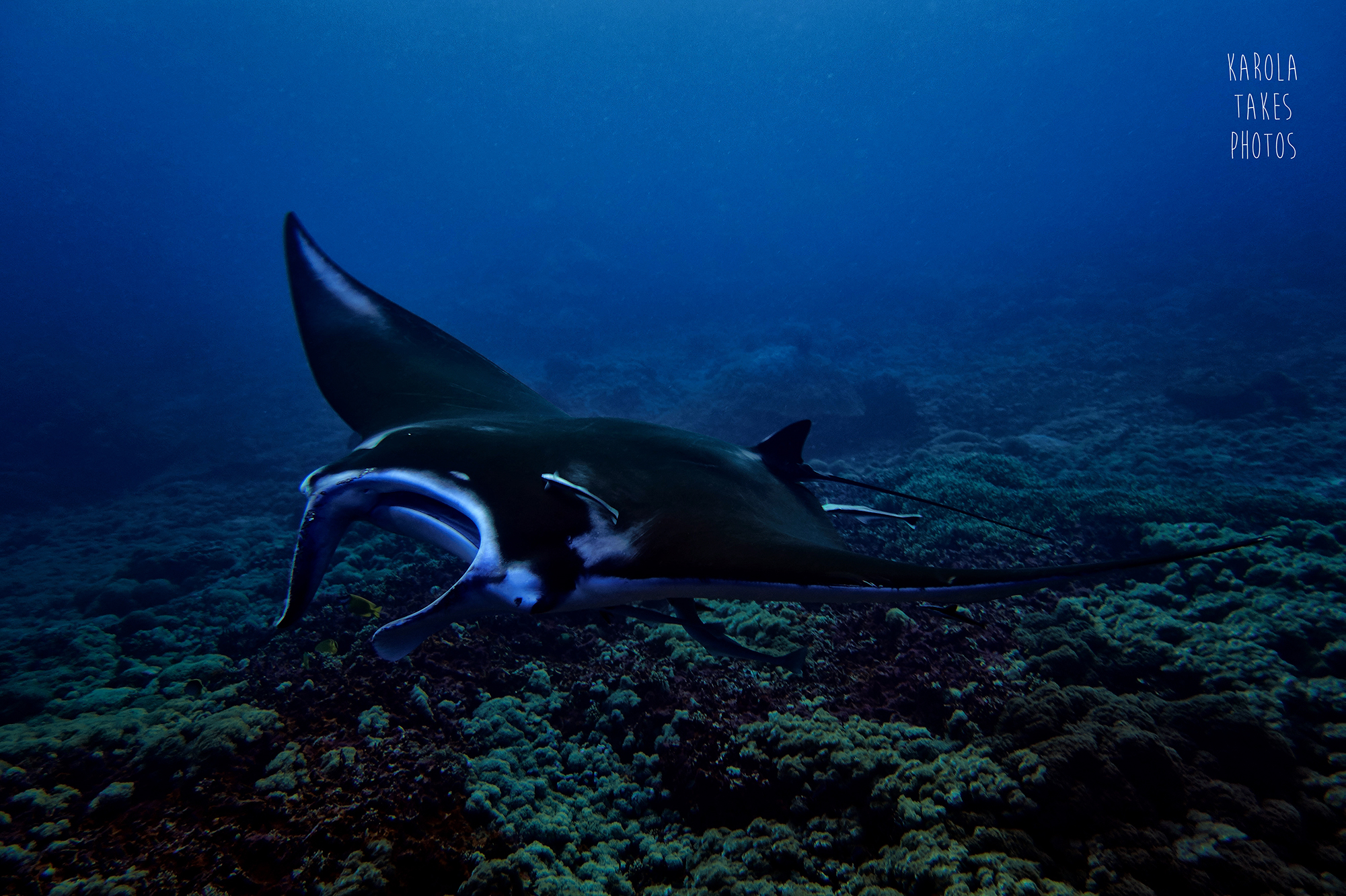 Manta Point - Gili Islands - Indonesia