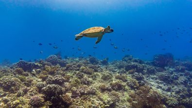 Turtle - Gili Islands - Indonesia