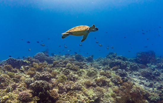 Turtle - Gili Islands - Indonesia