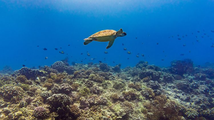 Turtle - Gili Islands - Indonesia