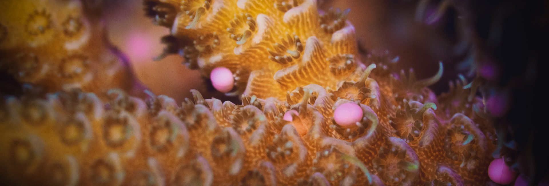 The Great Barrier Reef Coral Spawning: The World’s Largest Orgasm