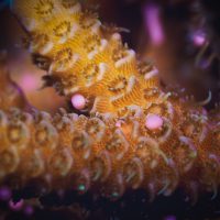 Coral Spawning - Great Barrier Reef