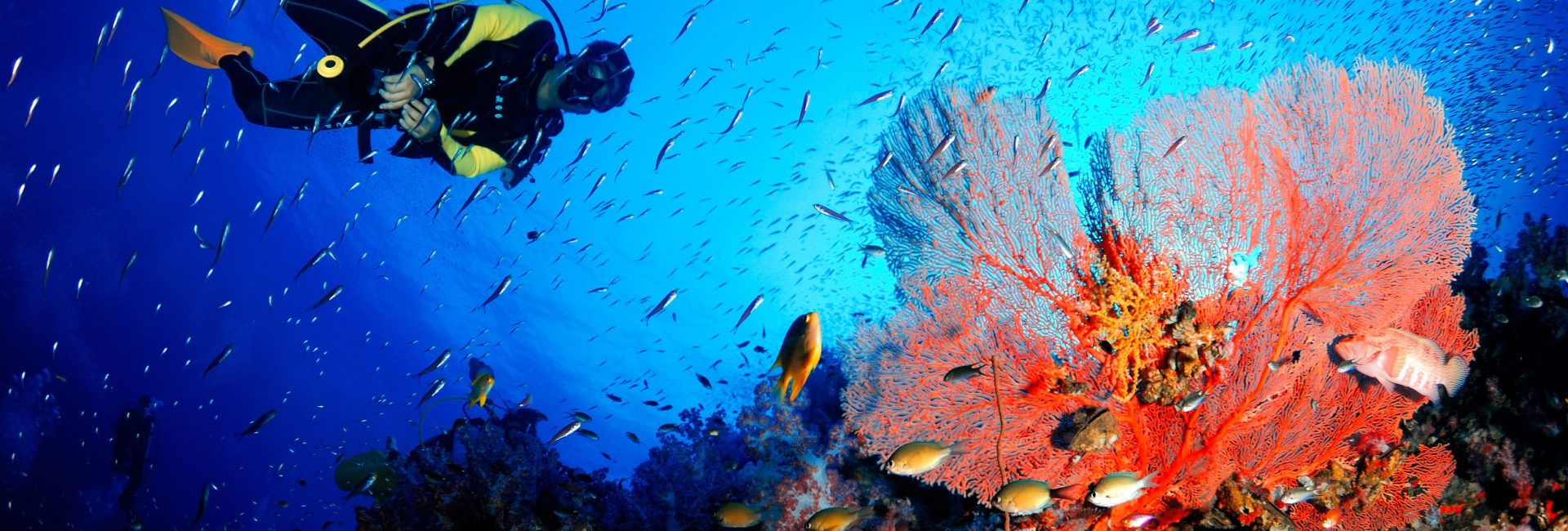 New Year, New You, New Ocean