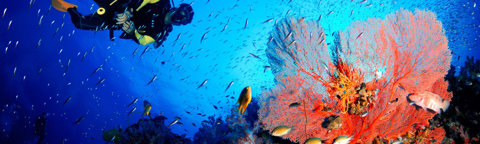 New Year, New You, New Ocean