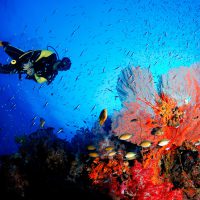 Diver&Coral_Shutterstock