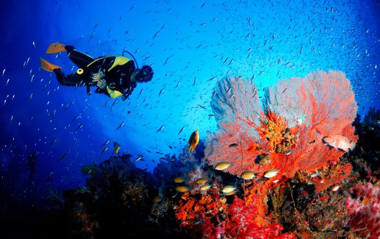 Diver&Coral_Shutterstock