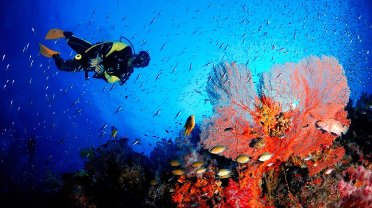Diver&Coral_Shutterstock