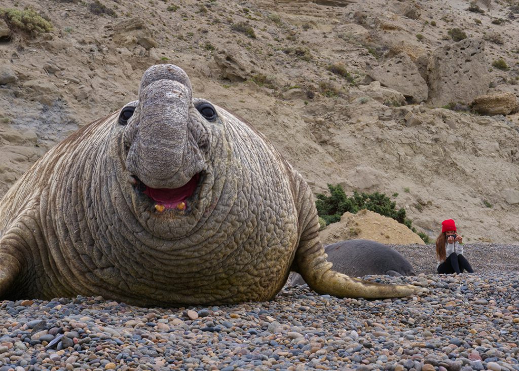 Elephant seals 