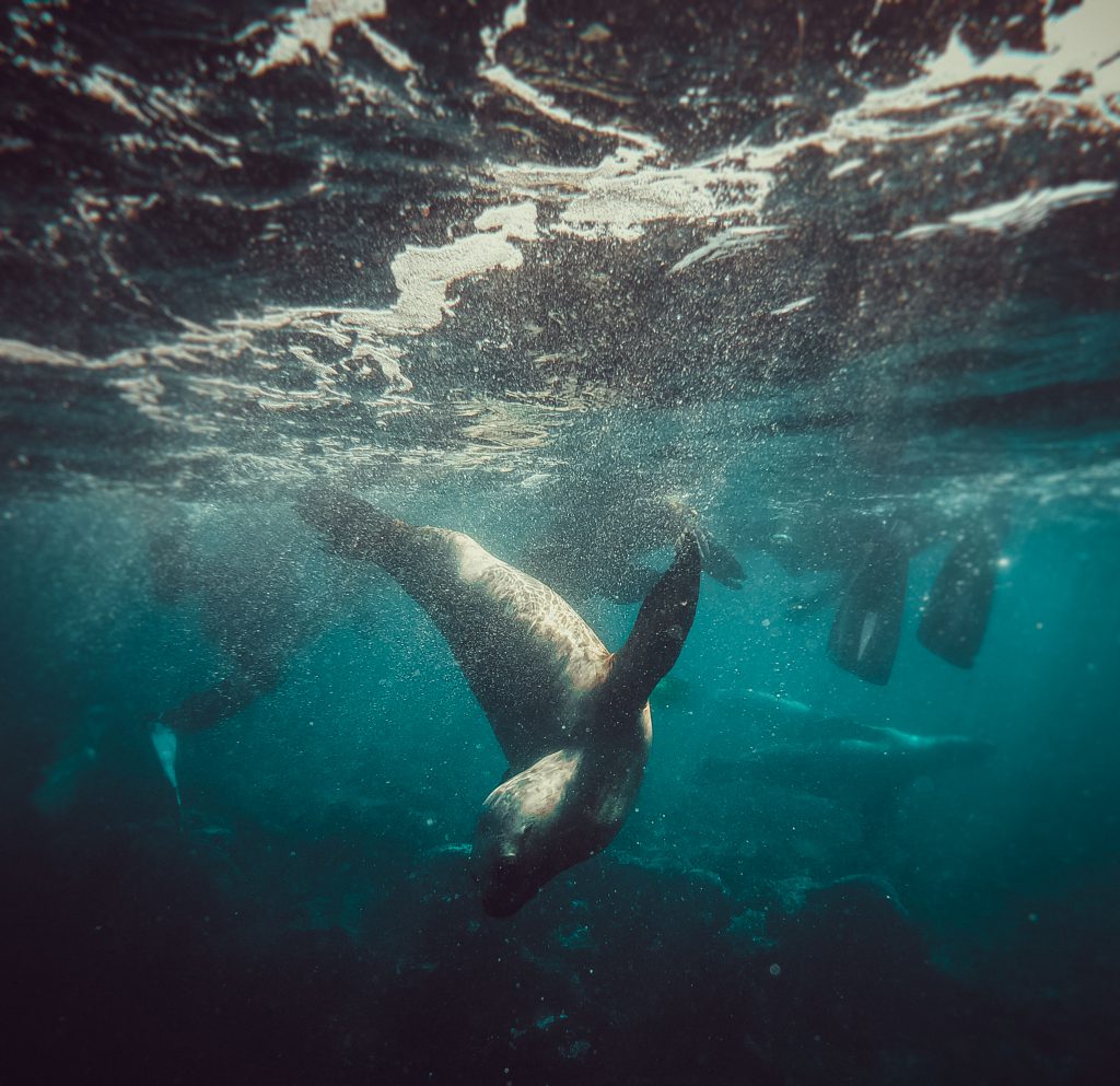 Diving with sea lions