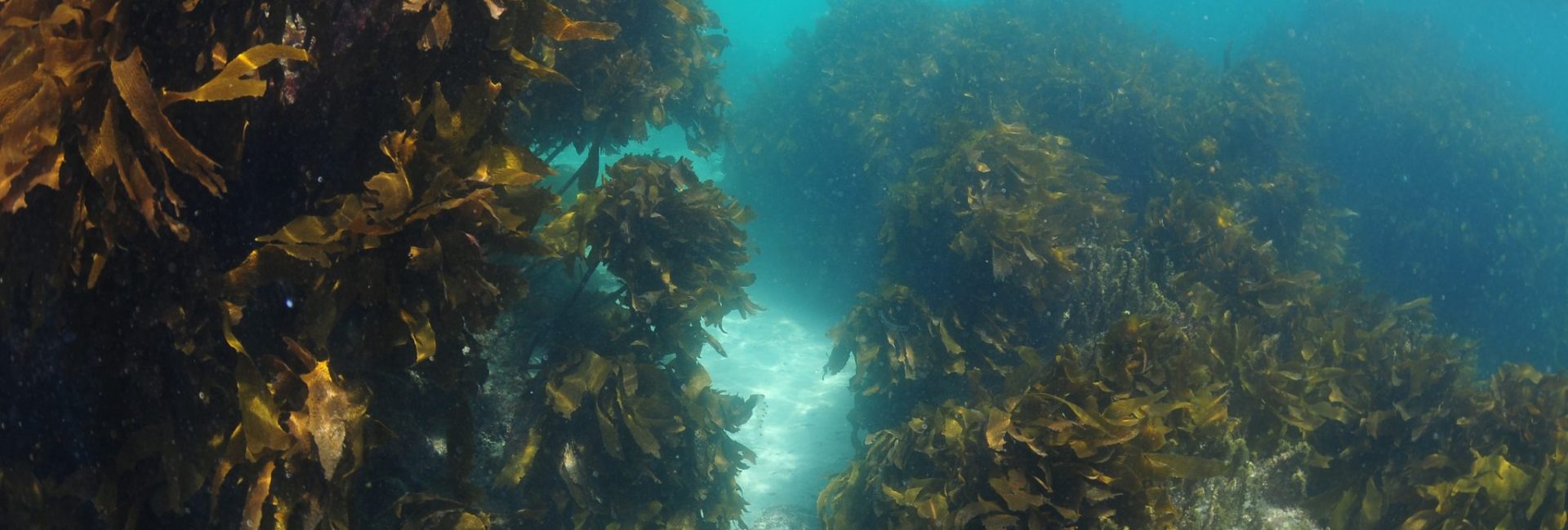 只在度假时才潜水？本地潜水带给我的惊喜
