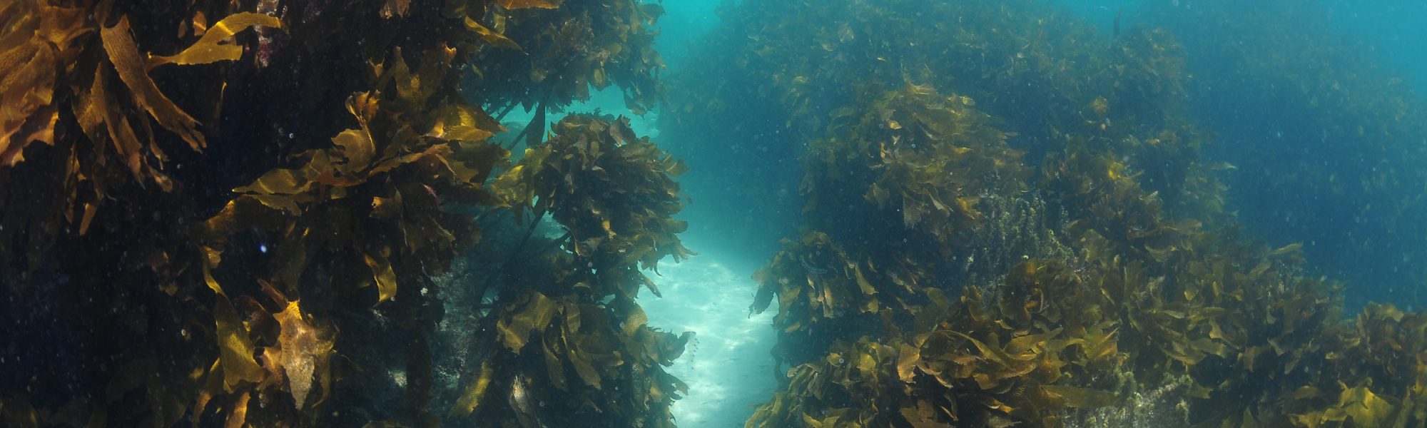 只在度假时才潜水？本地潜水带给我的惊喜