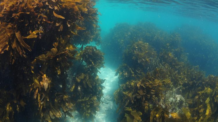 KelpForest_GreatSouthernReef_Shutterstock