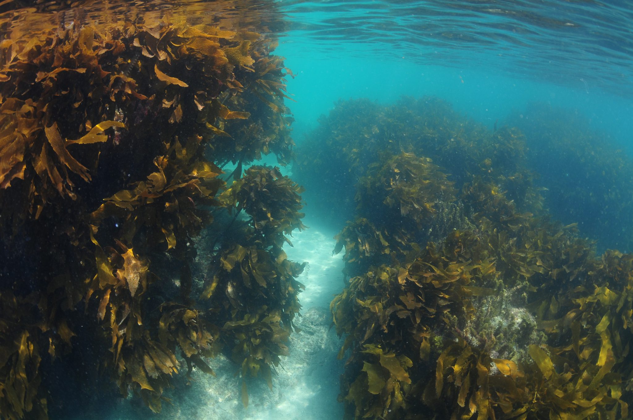 Kelp Forest ecosystem corridor GreatSouthernReef_Shutterstock