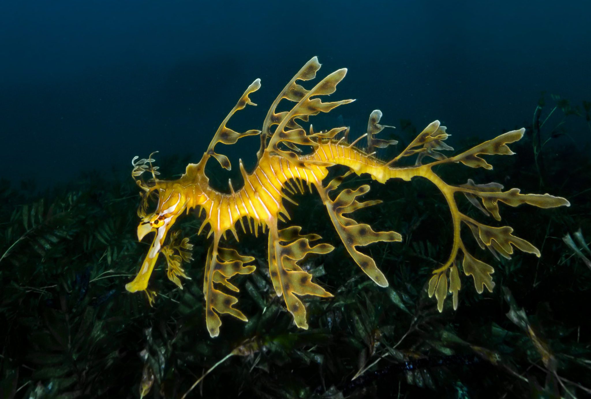 A leafy sea dragon against a dark background in the Great Southern Reef of Australia