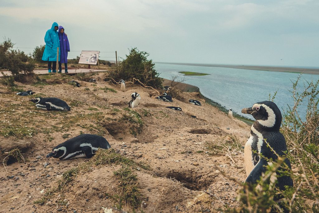 Magellan penguins 