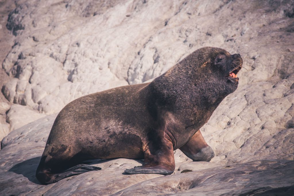 Sea lions - marine life of Patagonia