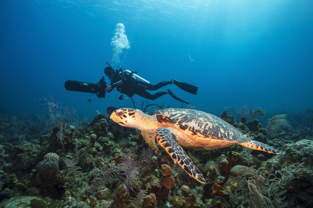 scuba diver with underwater scooter and a turtle