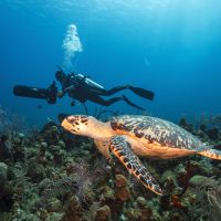 scuba diver with underwater scooter and a turtle