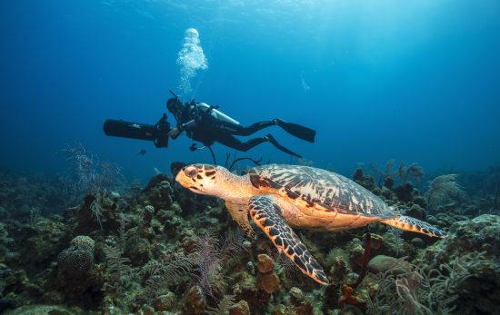 scuba diver with underwater scooter and a turtle