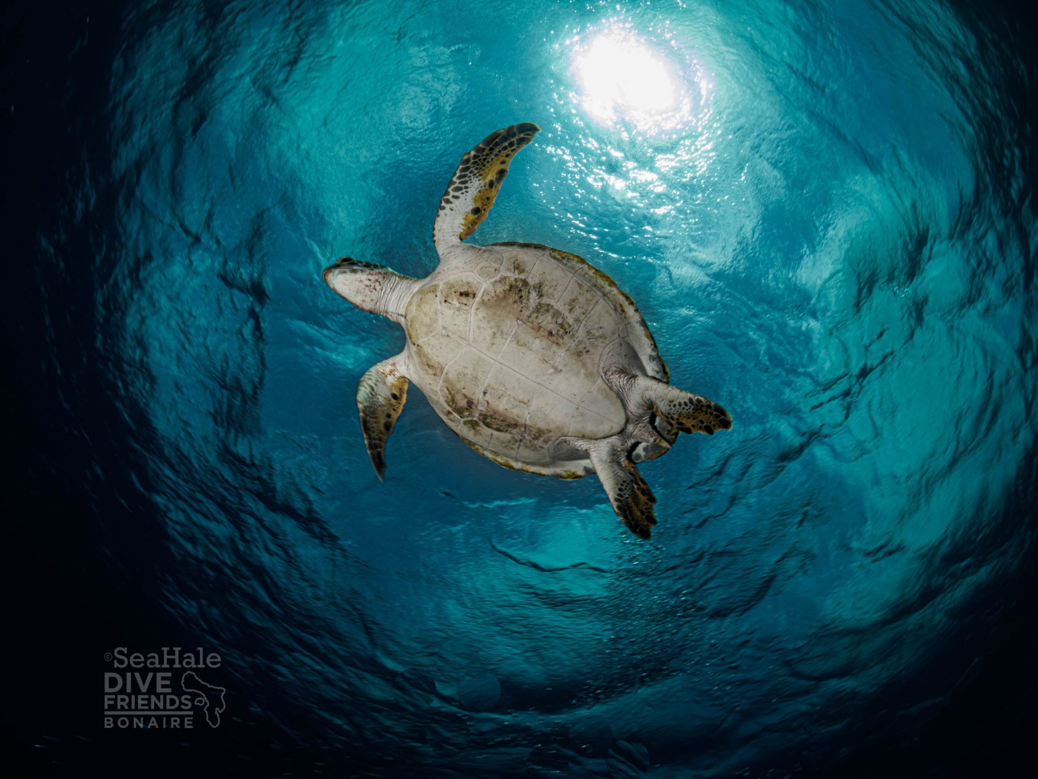 SeaTurtle_Bonaire_PhotoBySeaHale