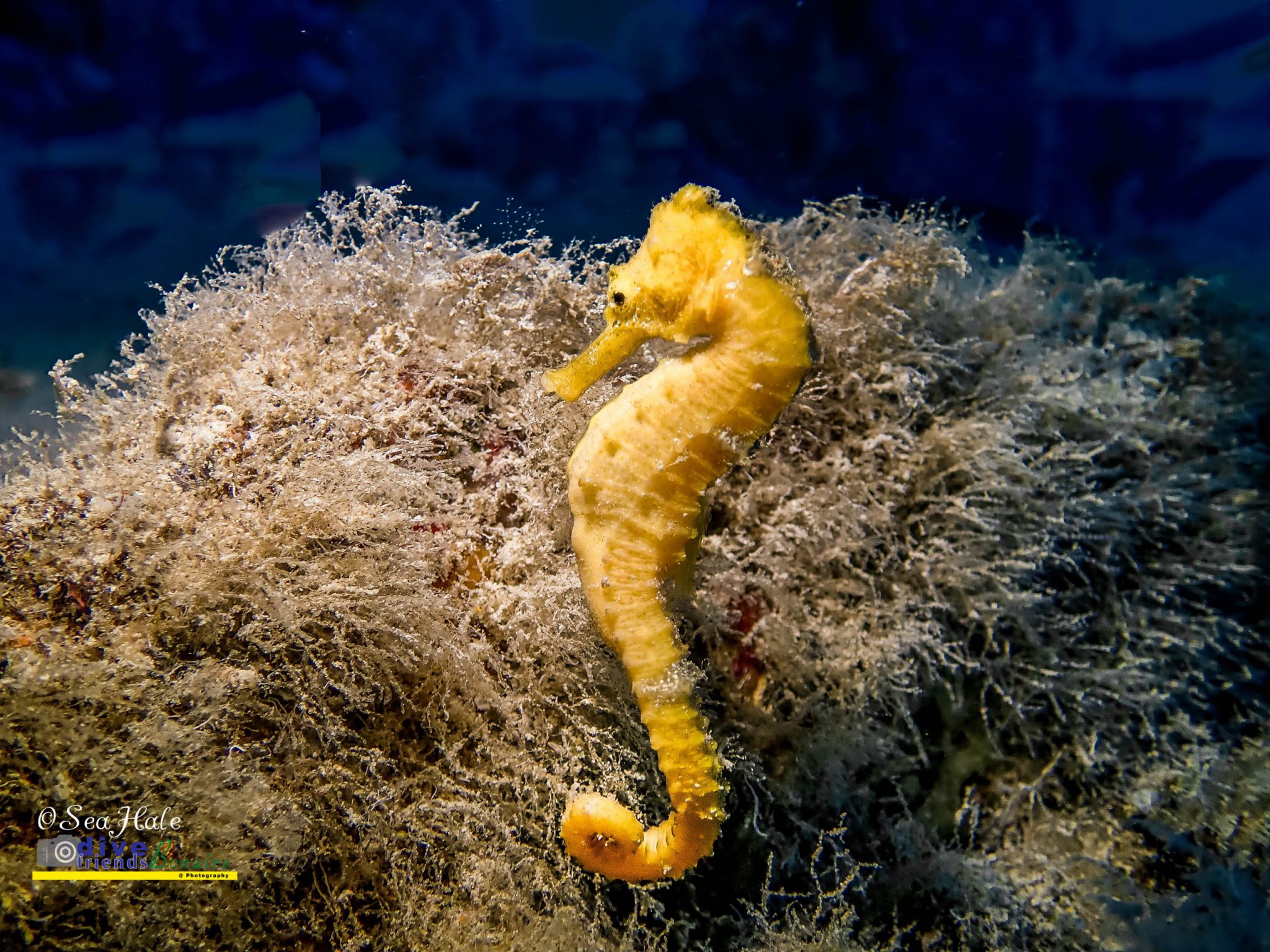 Seahorse_Bonaire_PhotoBySeaHale