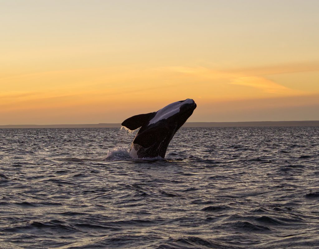 Southern right whale - Marine life of Patagonia