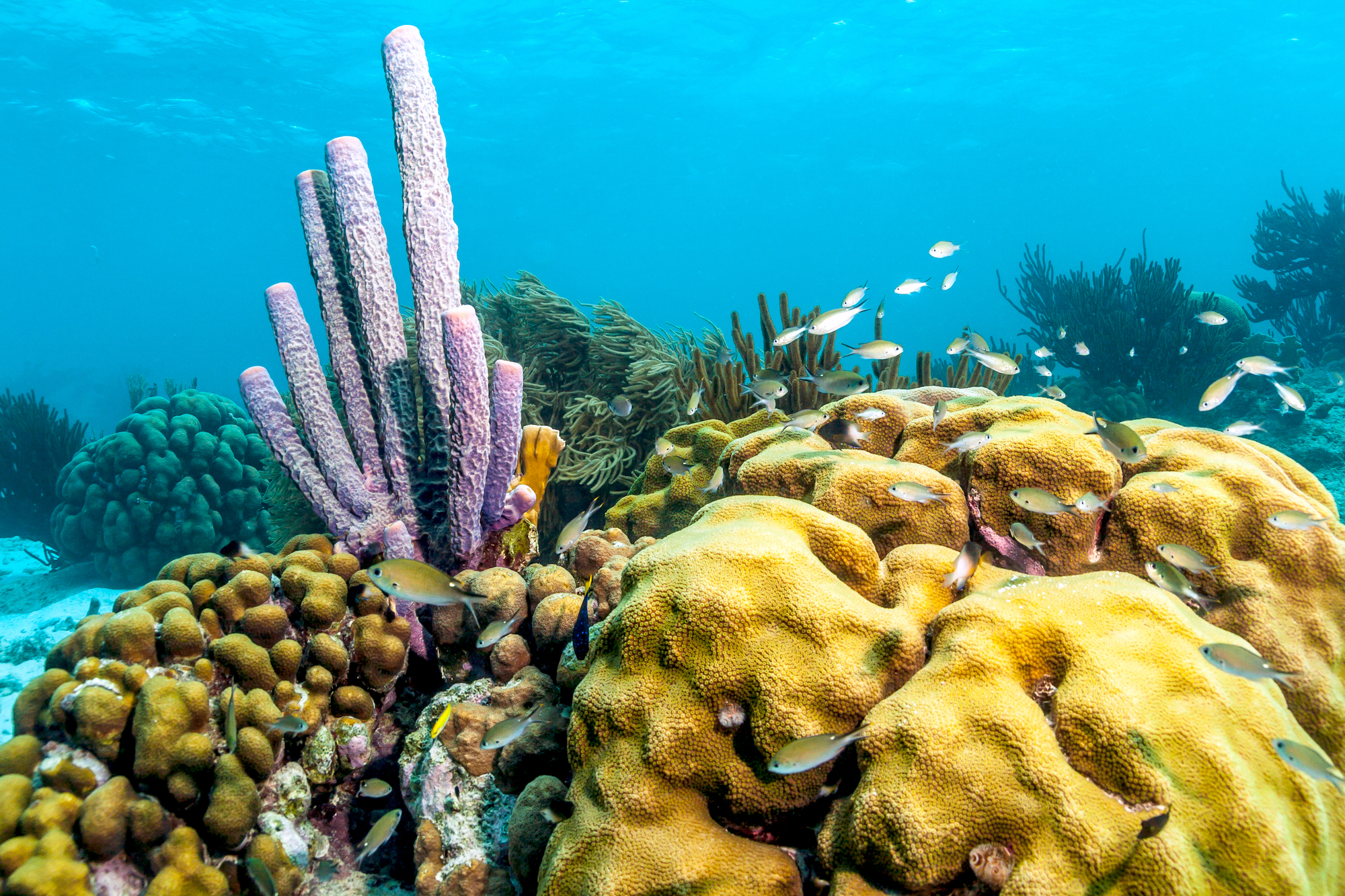 Large yellow and pink corals on a Bonaire reef, where gentle shores are a top destination for first-time divers and families