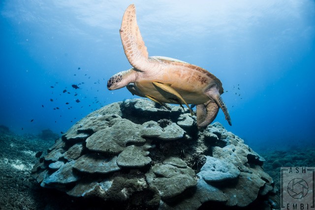Turtle - Indonesia - Gili Islands