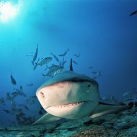 Yuctan - Mexico - Sharks