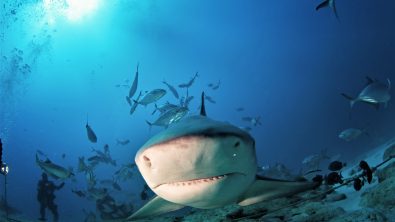Yuctan - Mexico - Sharks