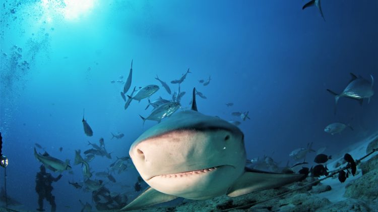 Yuctan - Mexico - Sharks