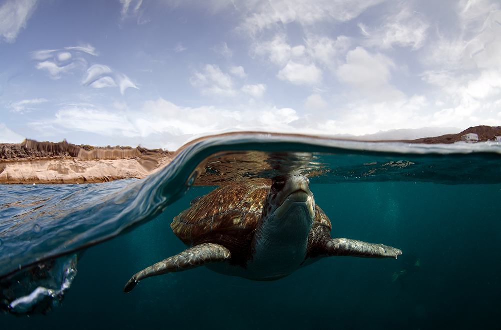 Canary Islands - Blue Water - turtle- advanced open water diver