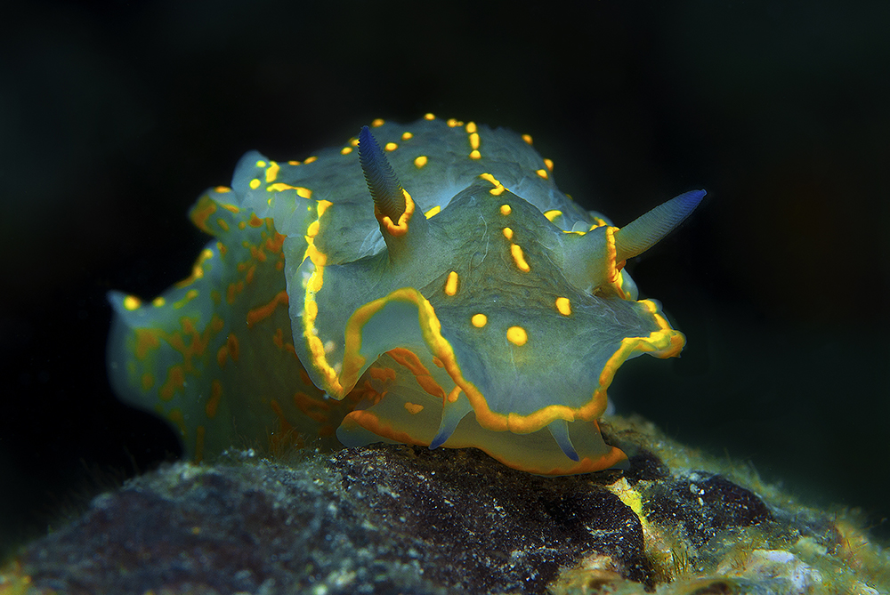 Canary Islands - Blue Water - Nudibranch