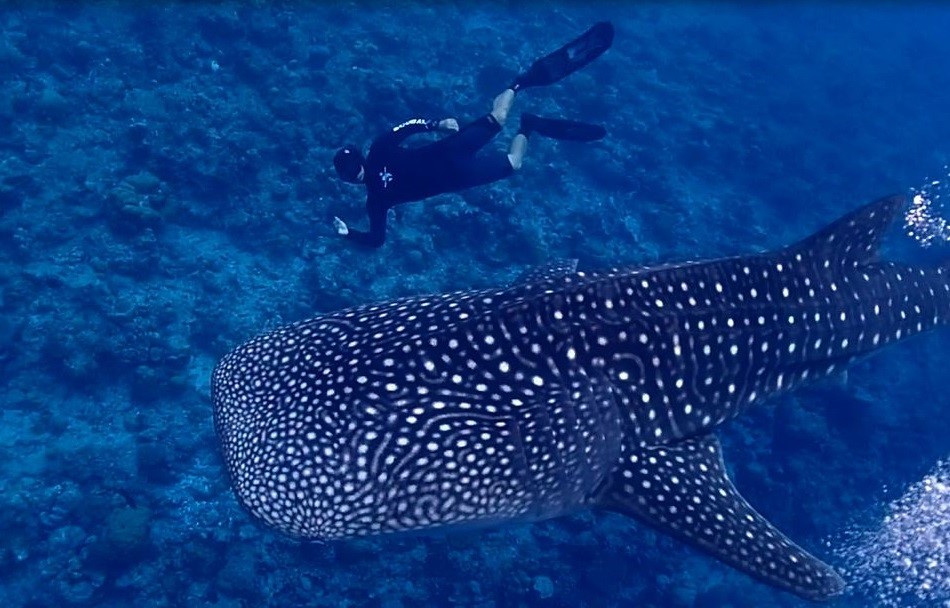 Whale Shark - Freediver - Underwater - Thailand