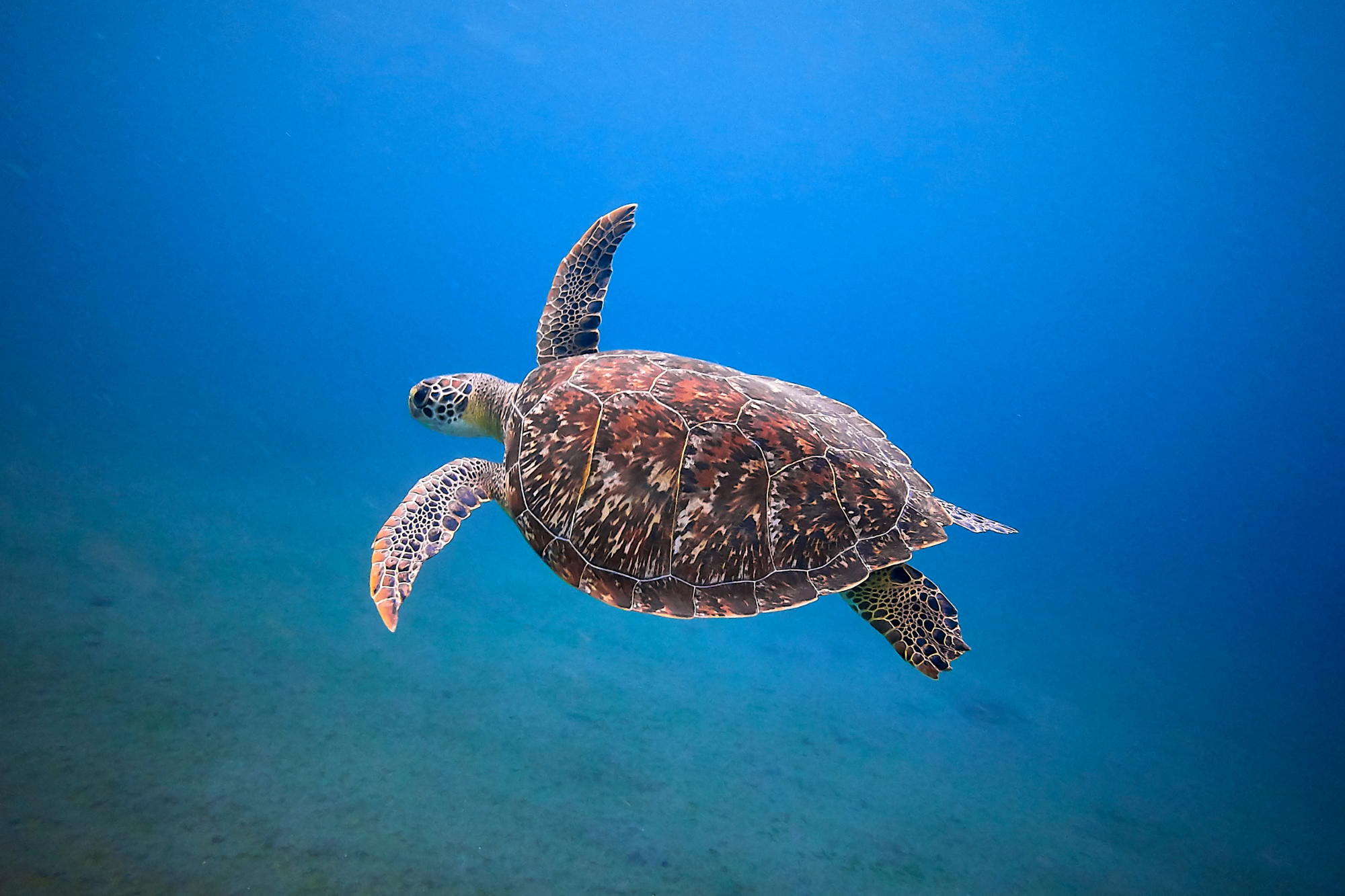 Sea turtle swimming underwater 