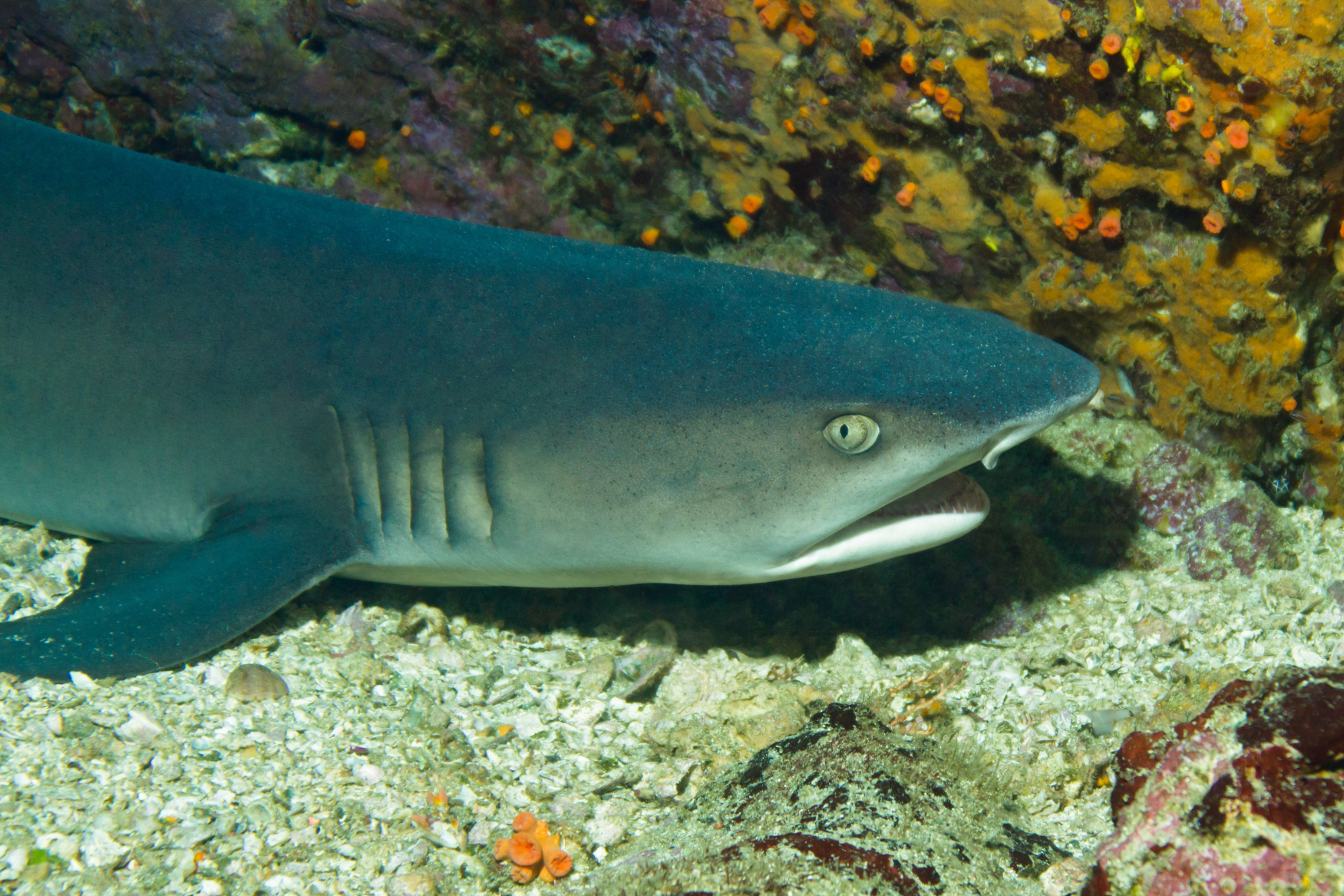 Close up of juvenile reef shark 