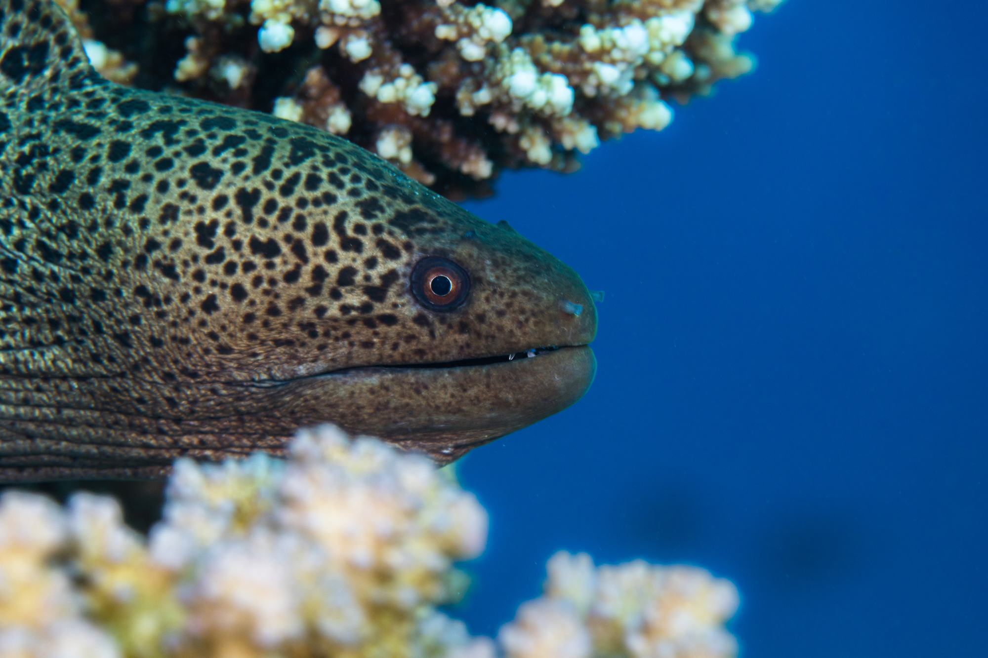 Close up shot of a moray eel