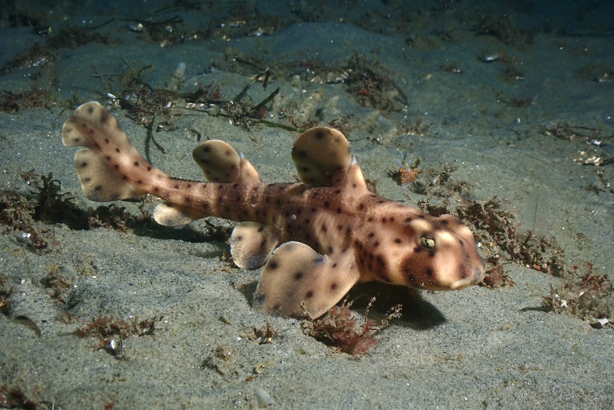 HornShark_LaJolla_RocioBunker