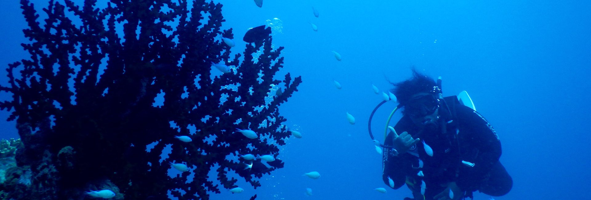 Ocean Conservation Spotlight: Kristal Ambrose in the Bahamas