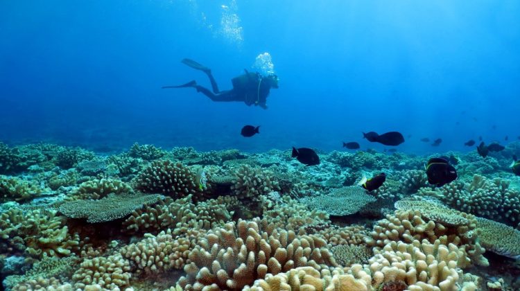 Scuba diving new year resolutions