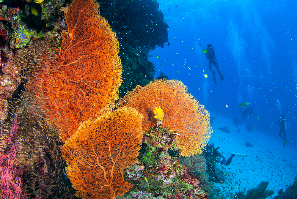 Thailand - Coral - Sea Fan - Orange