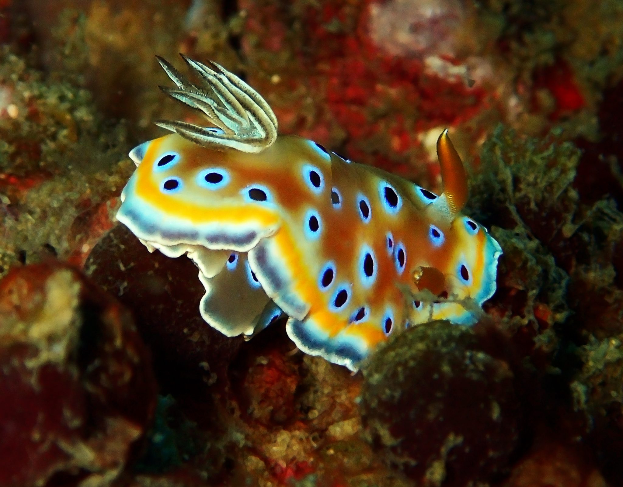 Thailand - Macro Critter - Nudibranch