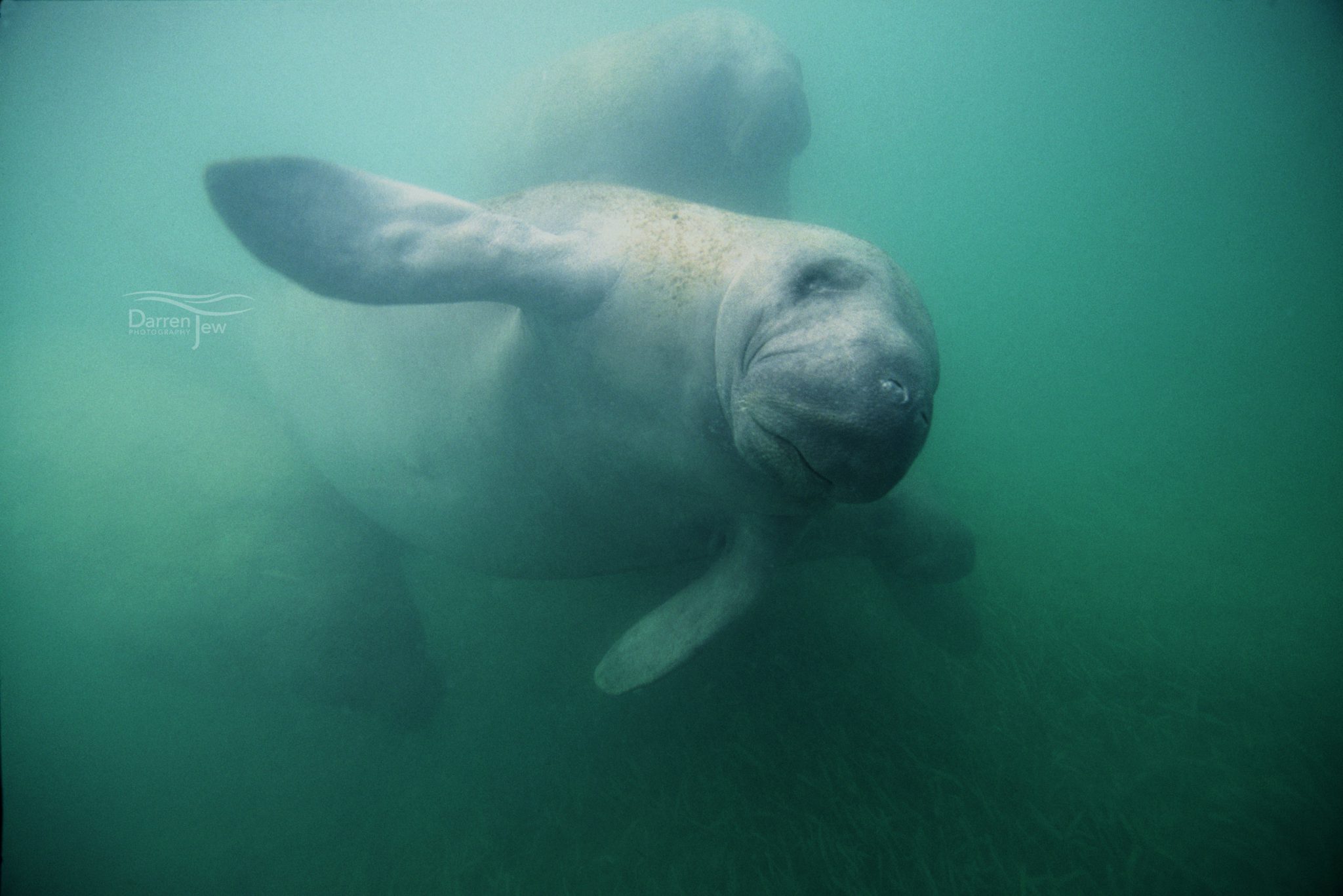 Underwater Tour - Janet Lanyon - Dugong - Manatee