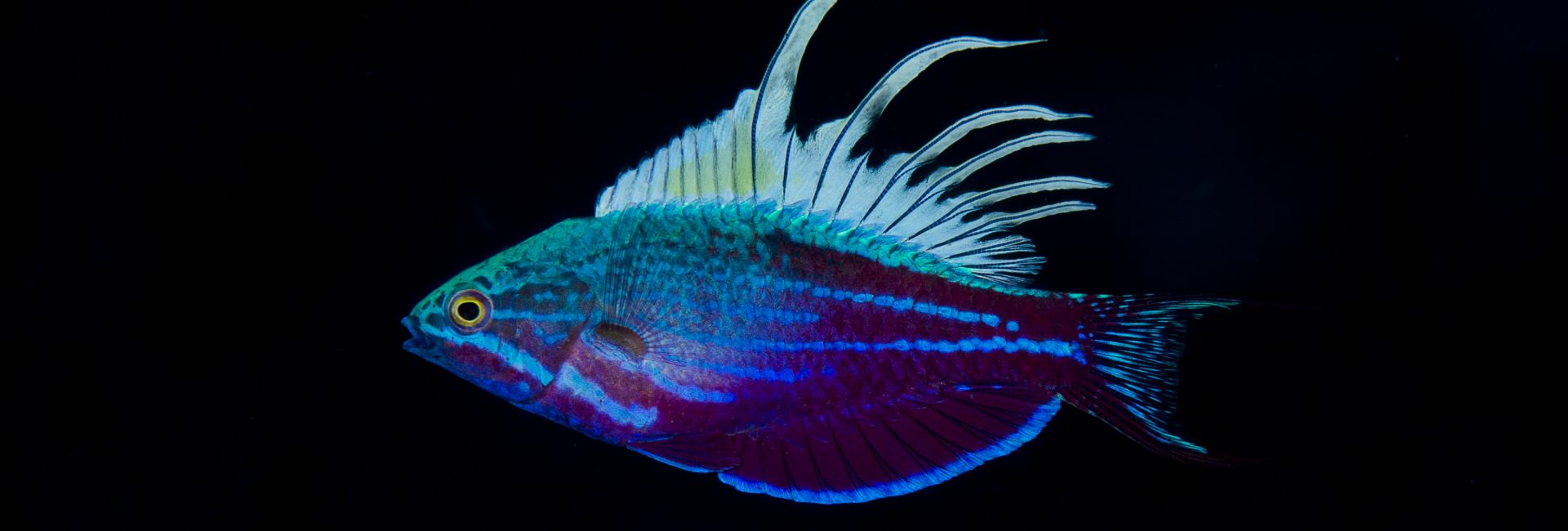 Underwater Tour 2021: An Evening of Inspiration, Adventure & Discovery