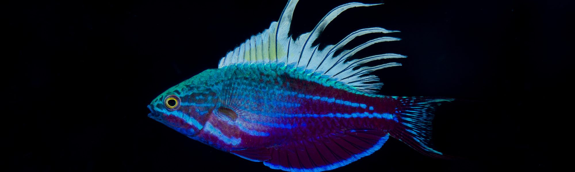 Underwater Tour 2021: An Evening of Inspiration, Adventure & Discovery